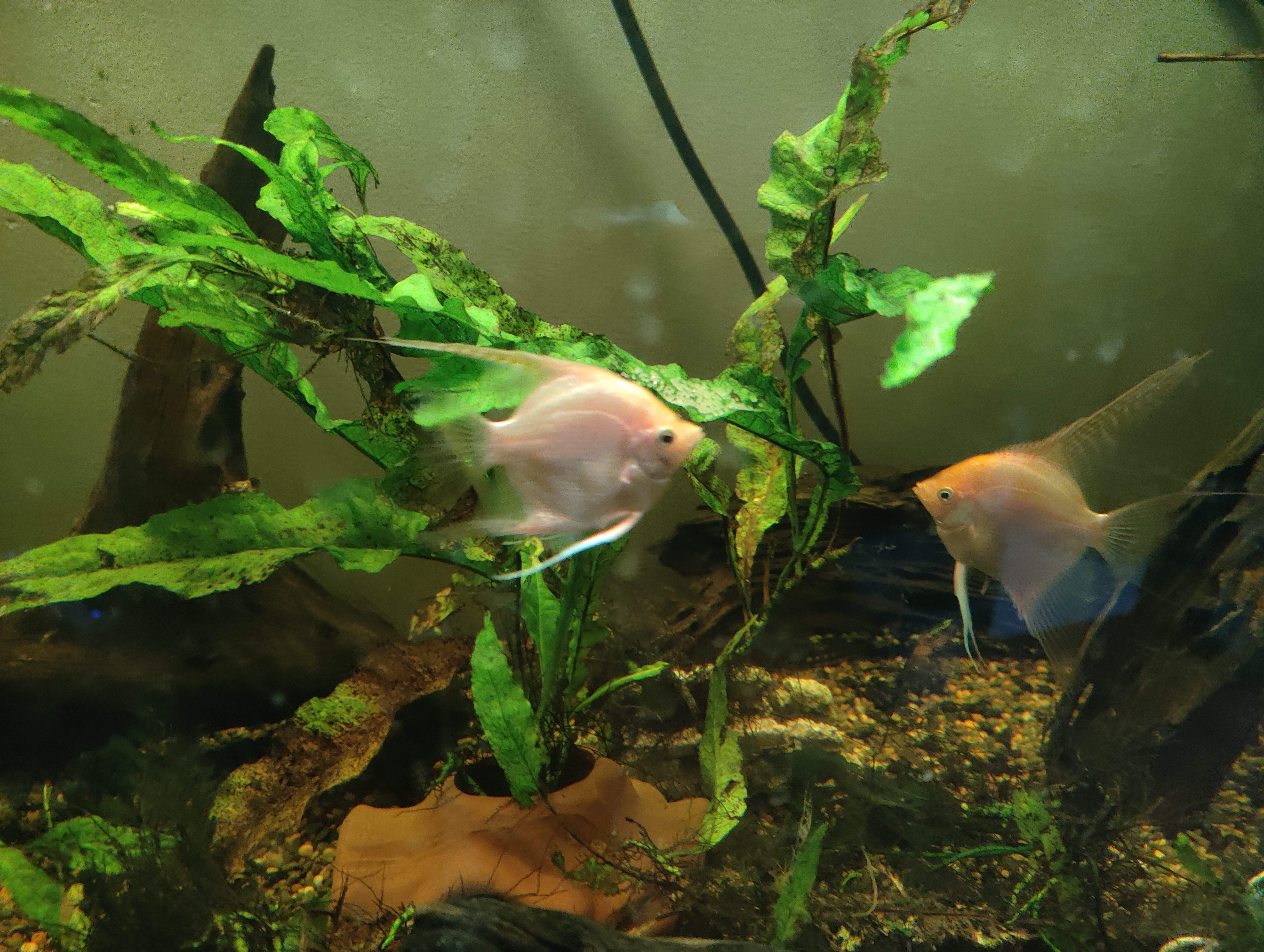 Angel fish