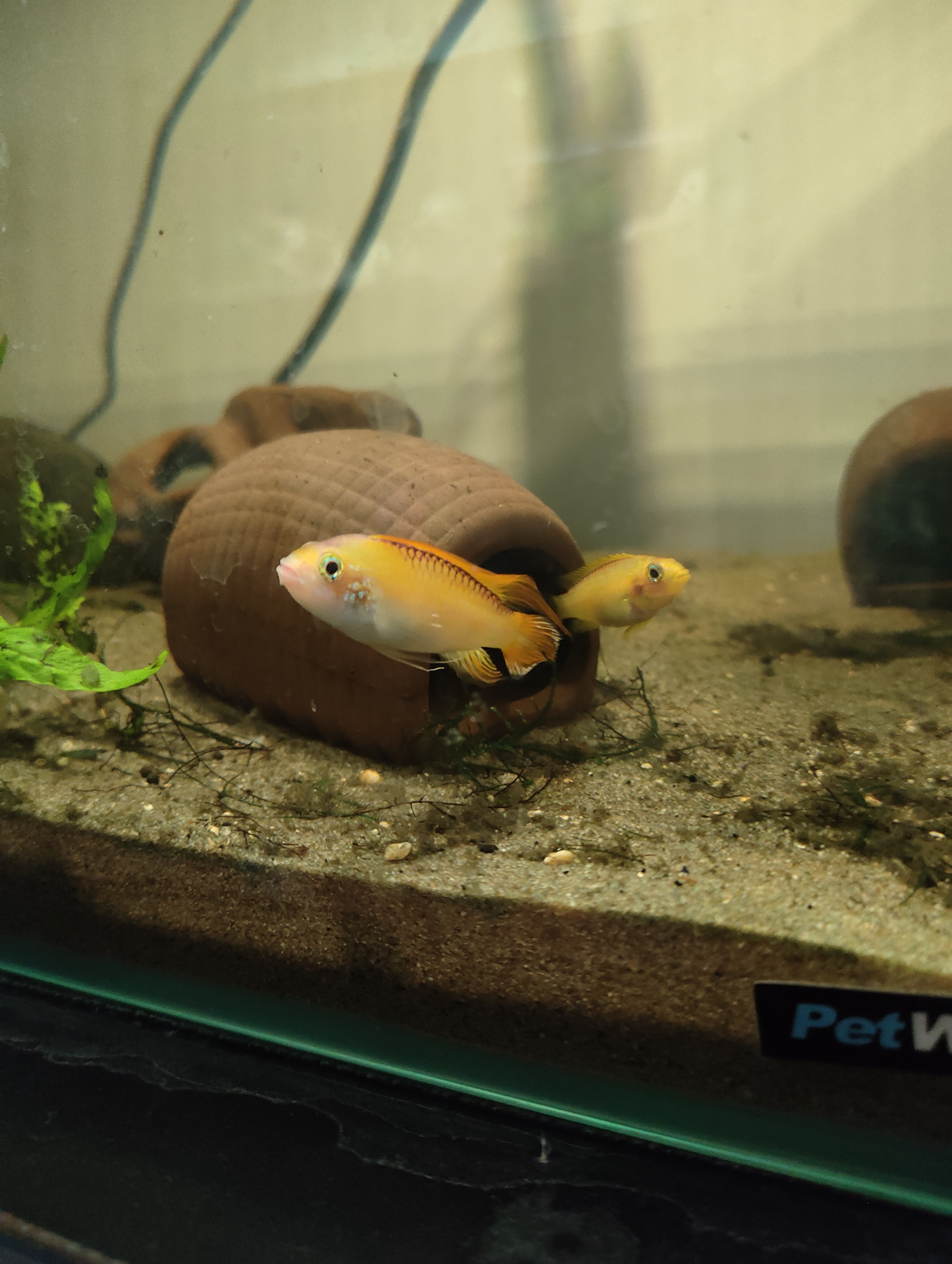 Apistogramma agassizii