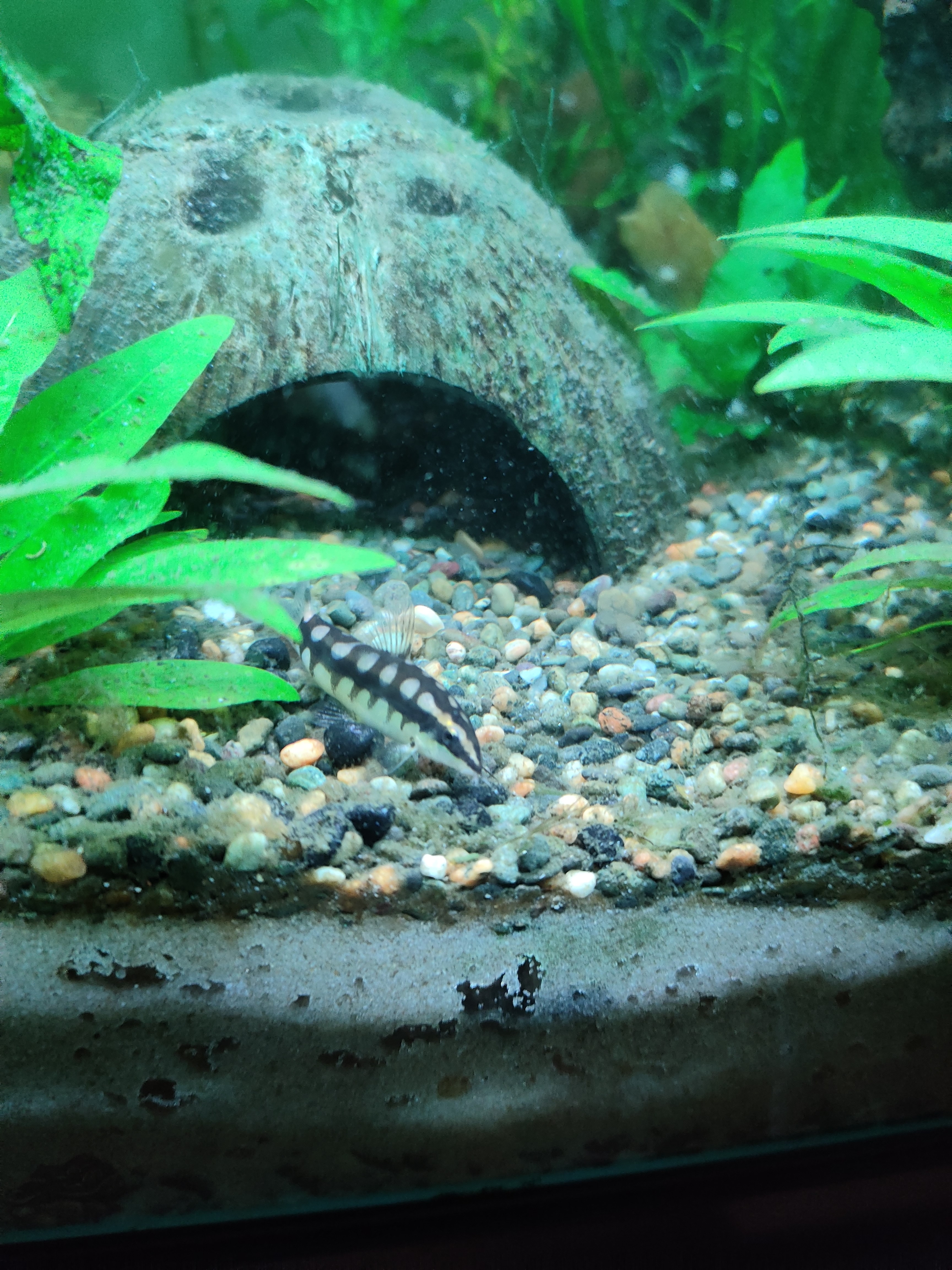 Dwarf chain loach