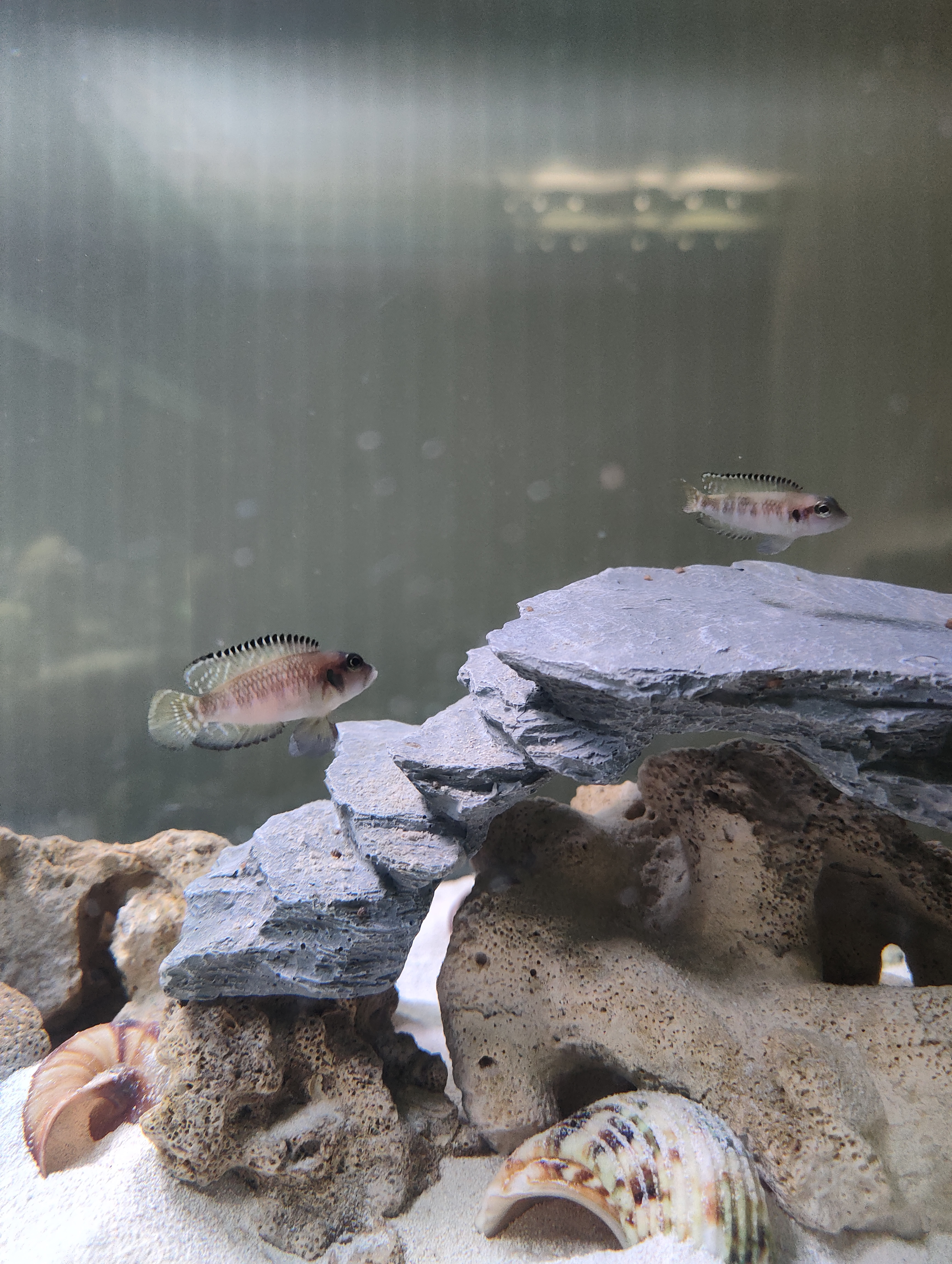 Ocellatus fish